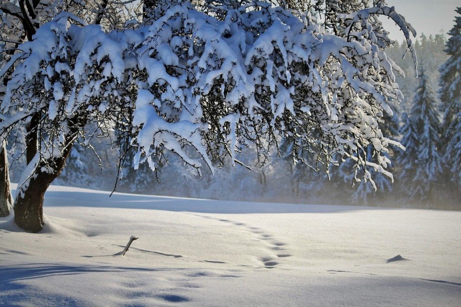 nature, winter, season-6842159.jpg