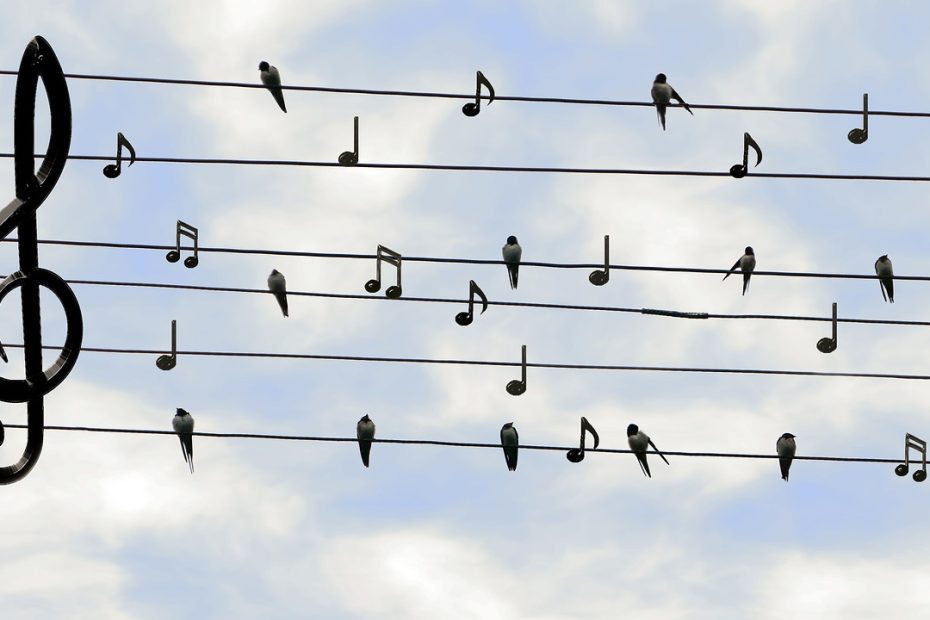birds, swifts, singing-2672101.jpg