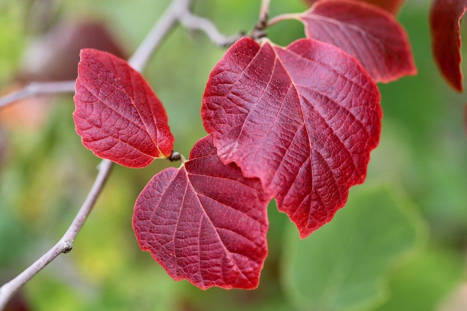 witch hazel, hamamelis, autumn leaves-7502409.jpg