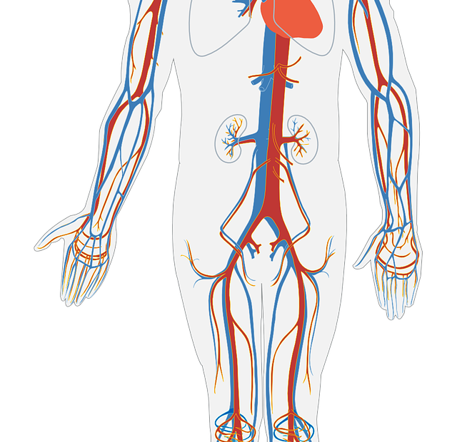 human body, circulatory system, circulation-311864.jpg